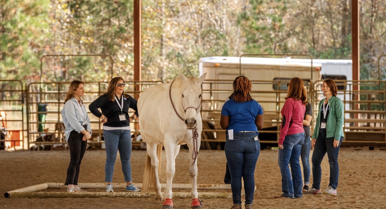 A group of adults standing in a covered arena during a professional development session with a white horse