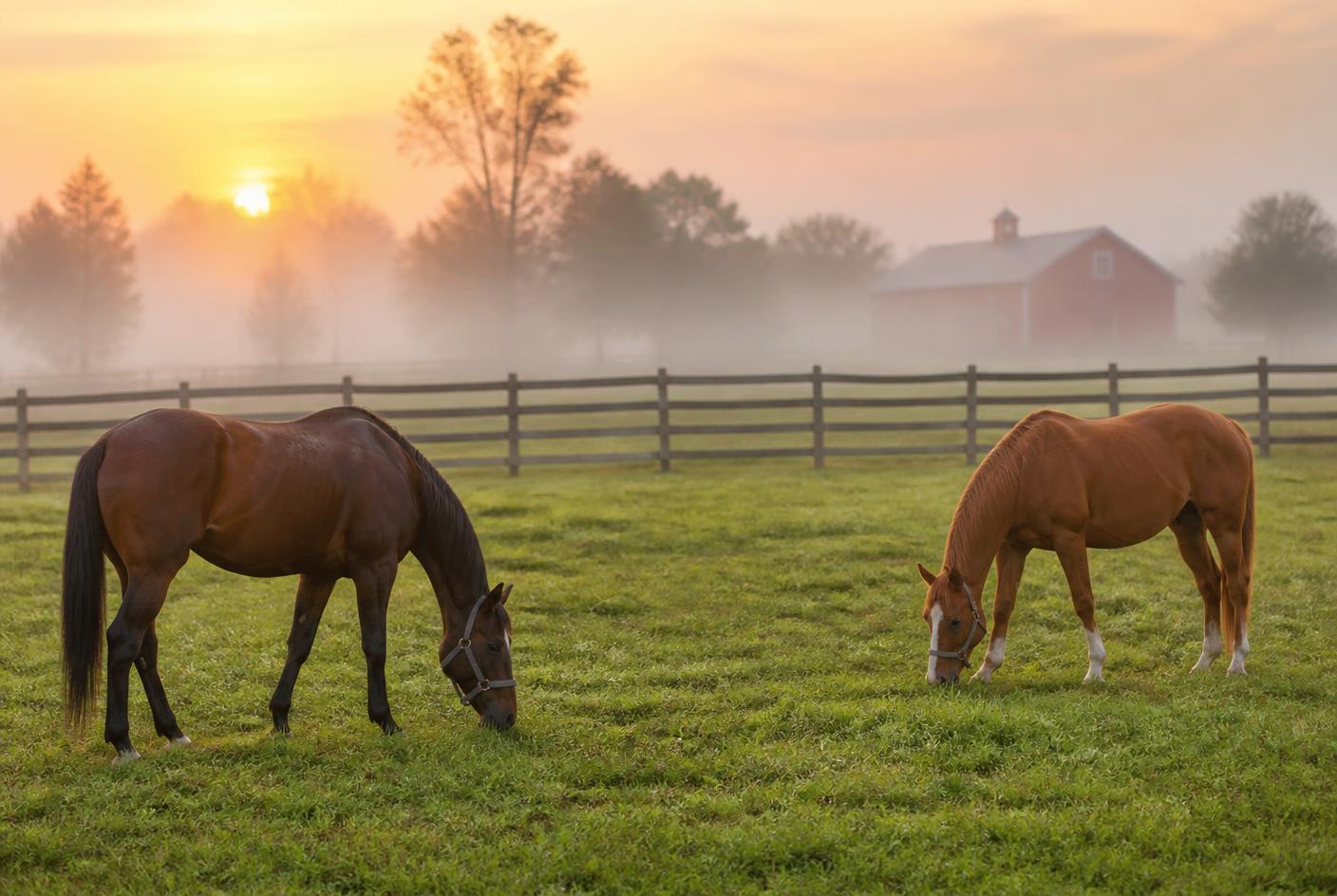 Two horses grazing in a misty pasture beside a red barn at sunrise